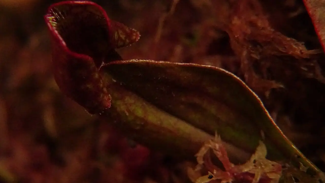 紫瓶子草 (Sarracenia purpurea) — 特写