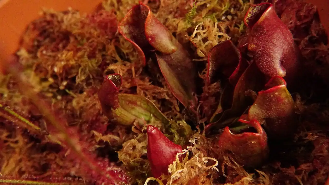 紫瓶子草 (Sarracenia purpurea) — 环境展示