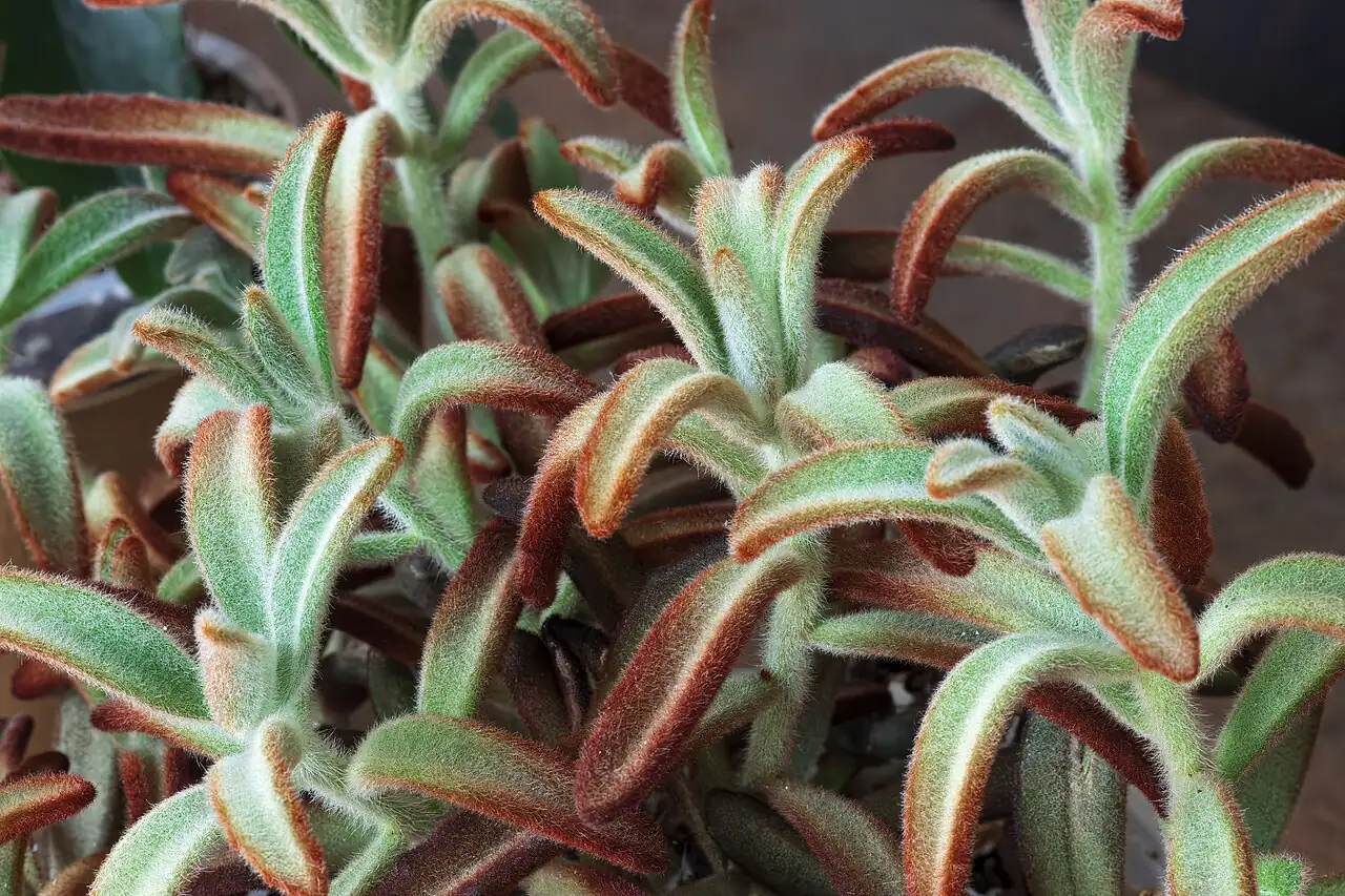 月兔耳 (Kalanchoe tomentosa) — 细节