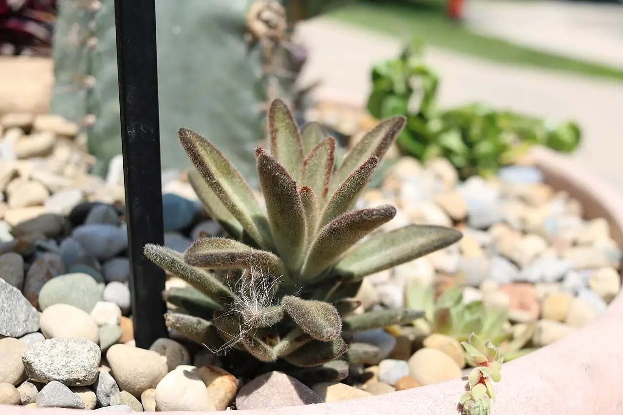 月兔耳 (Kalanchoe tomentosa) — 特写