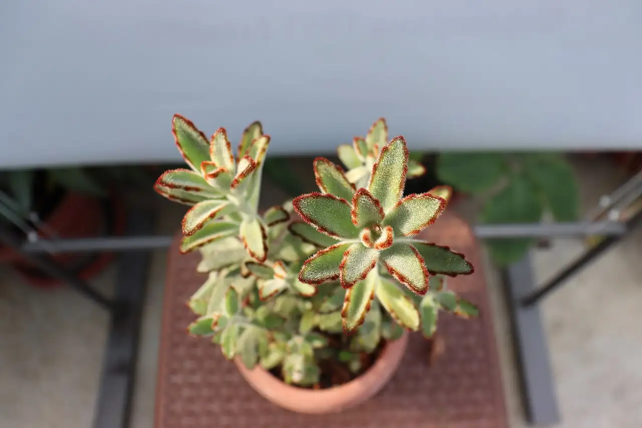 月兔耳 (Kalanchoe tomentosa) — 环境展示