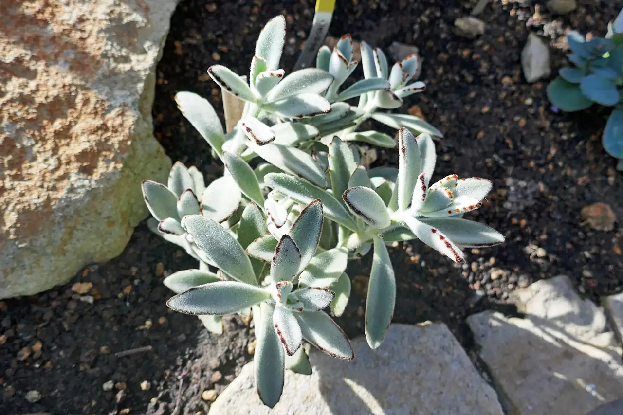 月兔耳 (Kalanchoe tomentosa) — 更多视角