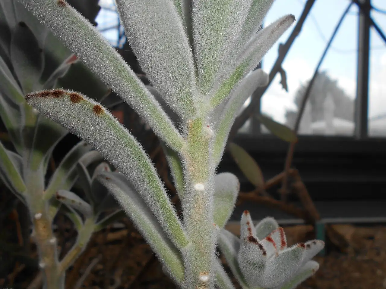 月兔耳 (Kalanchoe tomentosa) — 更多视角