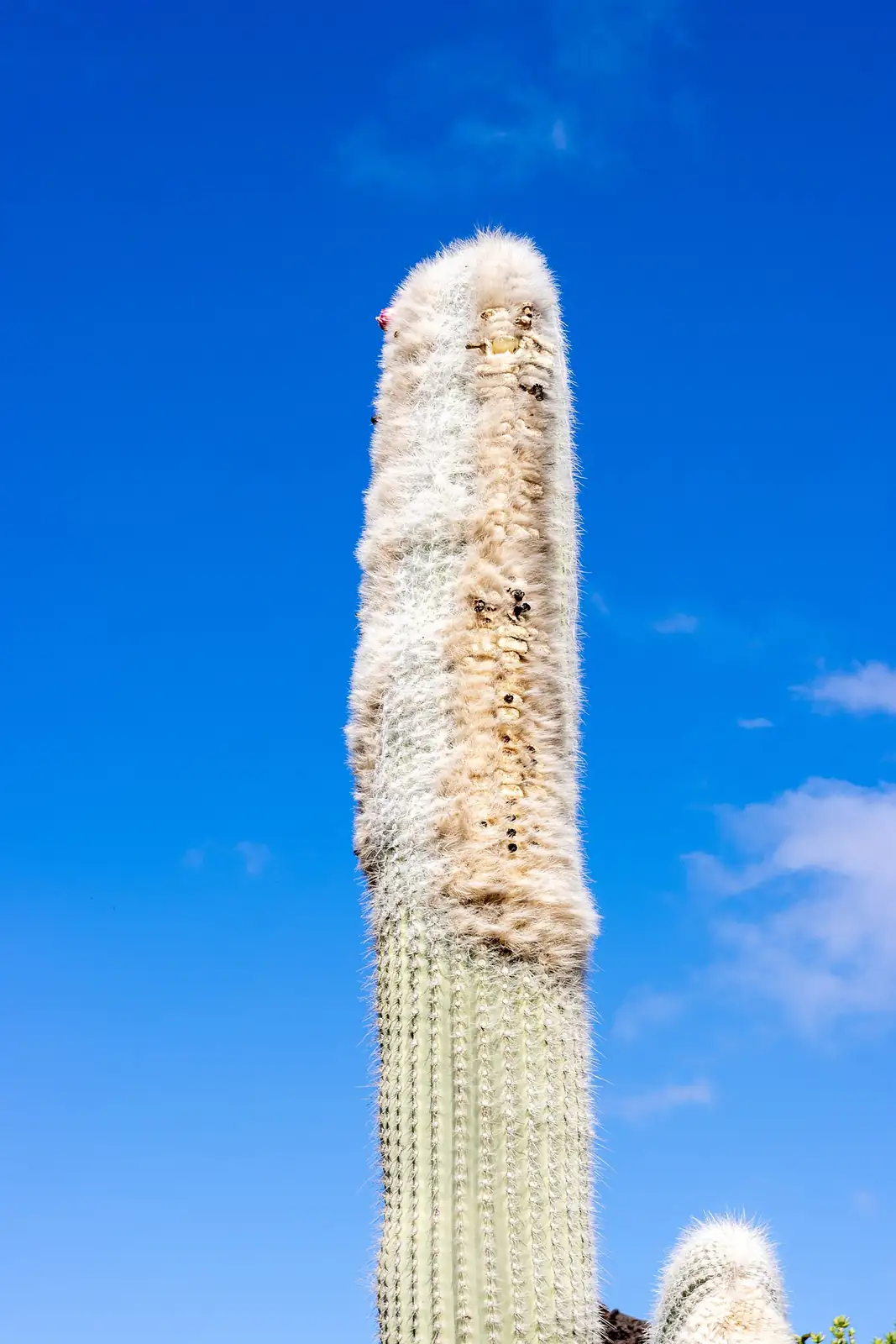 黄翁