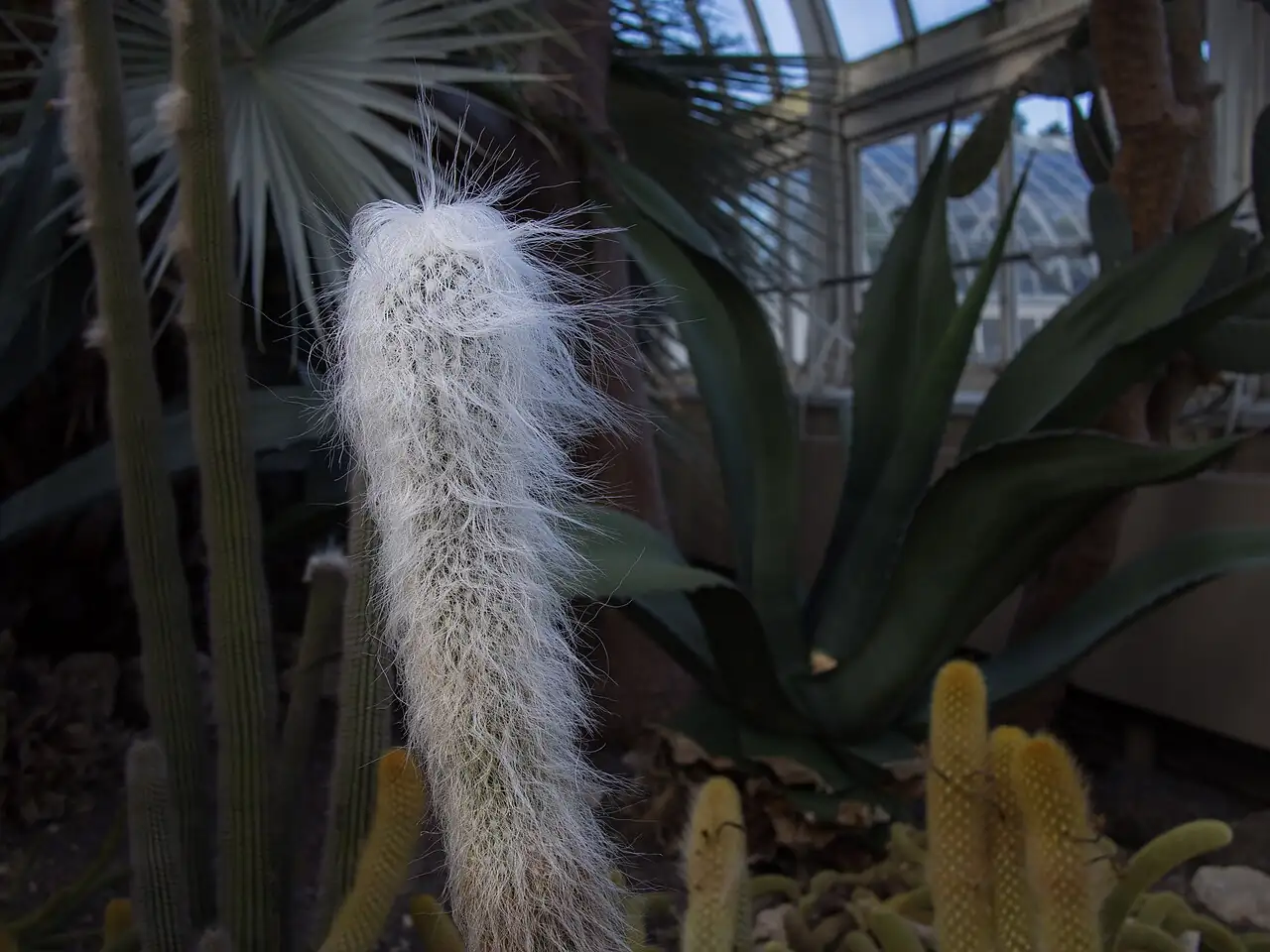 黄翁 (Cephalocereus senilis) — 细节