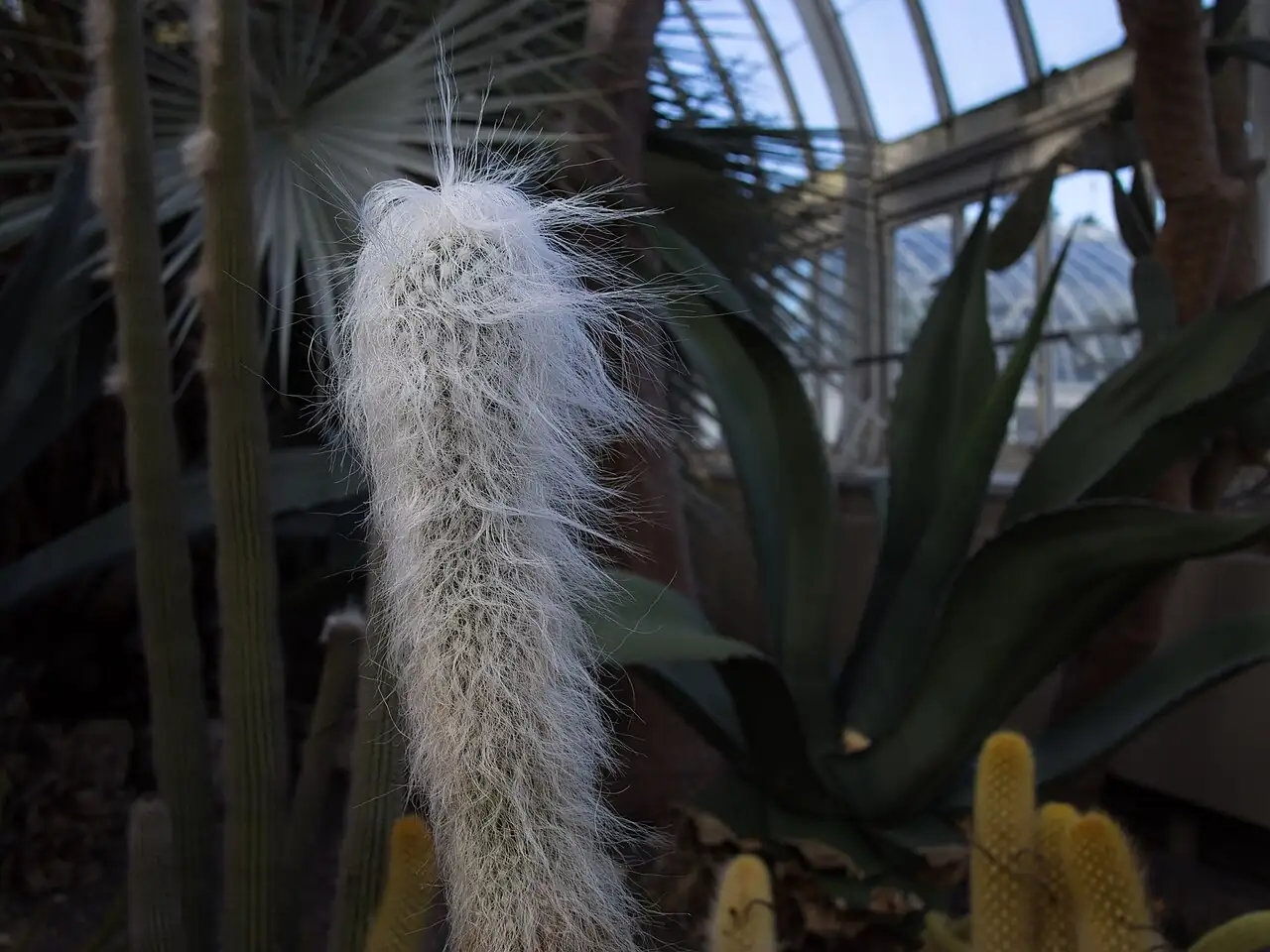 黄翁 (Cephalocereus senilis) — 特写