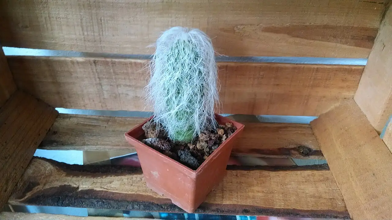 黄翁 (Cephalocereus senilis) — 环境展示