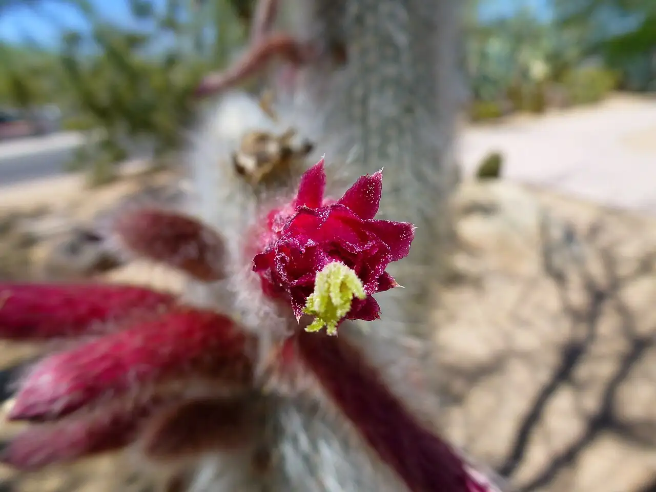 黄翁 (Cephalocereus senilis) — 更多视角