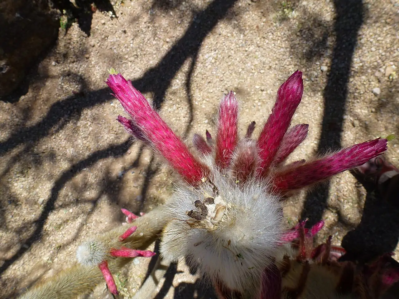 黄翁 (Cephalocereus senilis) — 更多视角