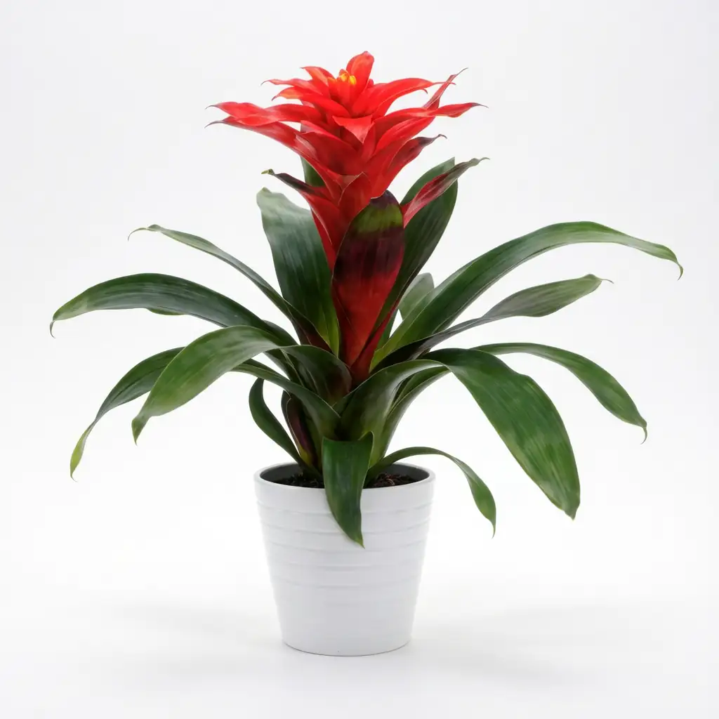 星花凤梨 (Guzmania sp.) — 更多视角