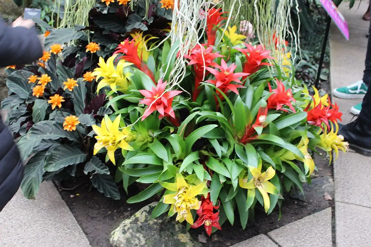 星花凤梨 (Guzmania sp.) — 细节