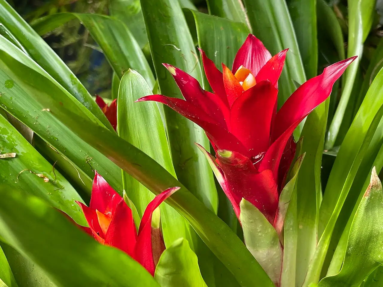 星花凤梨 (Guzmania sp.) — 特写