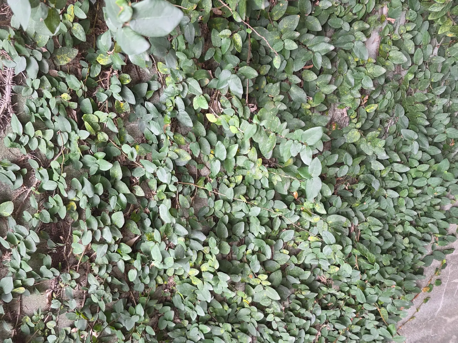 雪花薜荔 (Ficus pumila 'Snowflake') — 特写