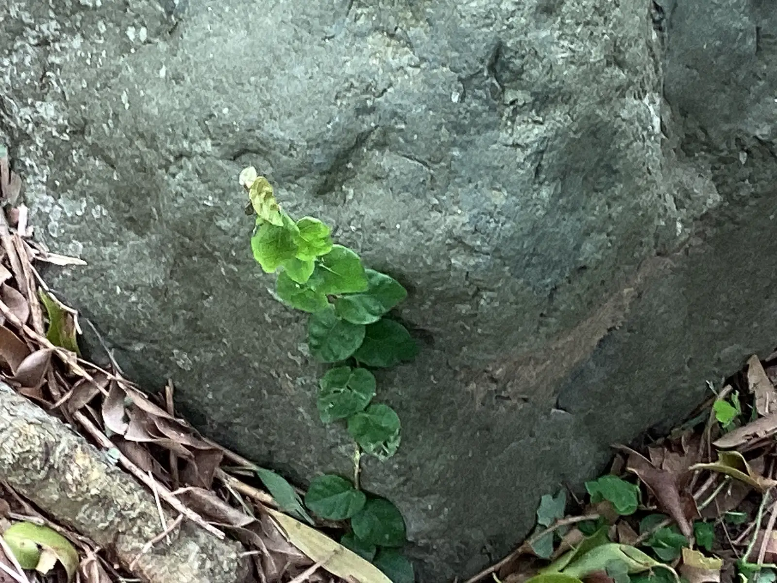 雪花薜荔 (Ficus pumila 'Snowflake') — 环境展示