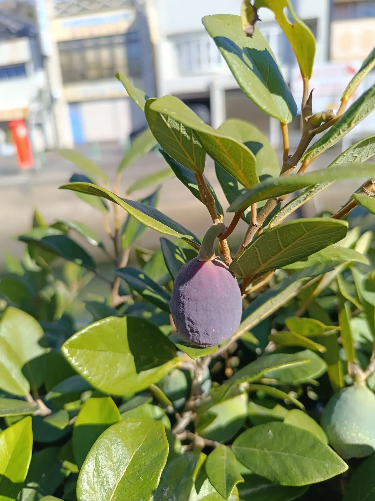 雪花薜荔 (Ficus pumila 'Snowflake') — 更多视角
