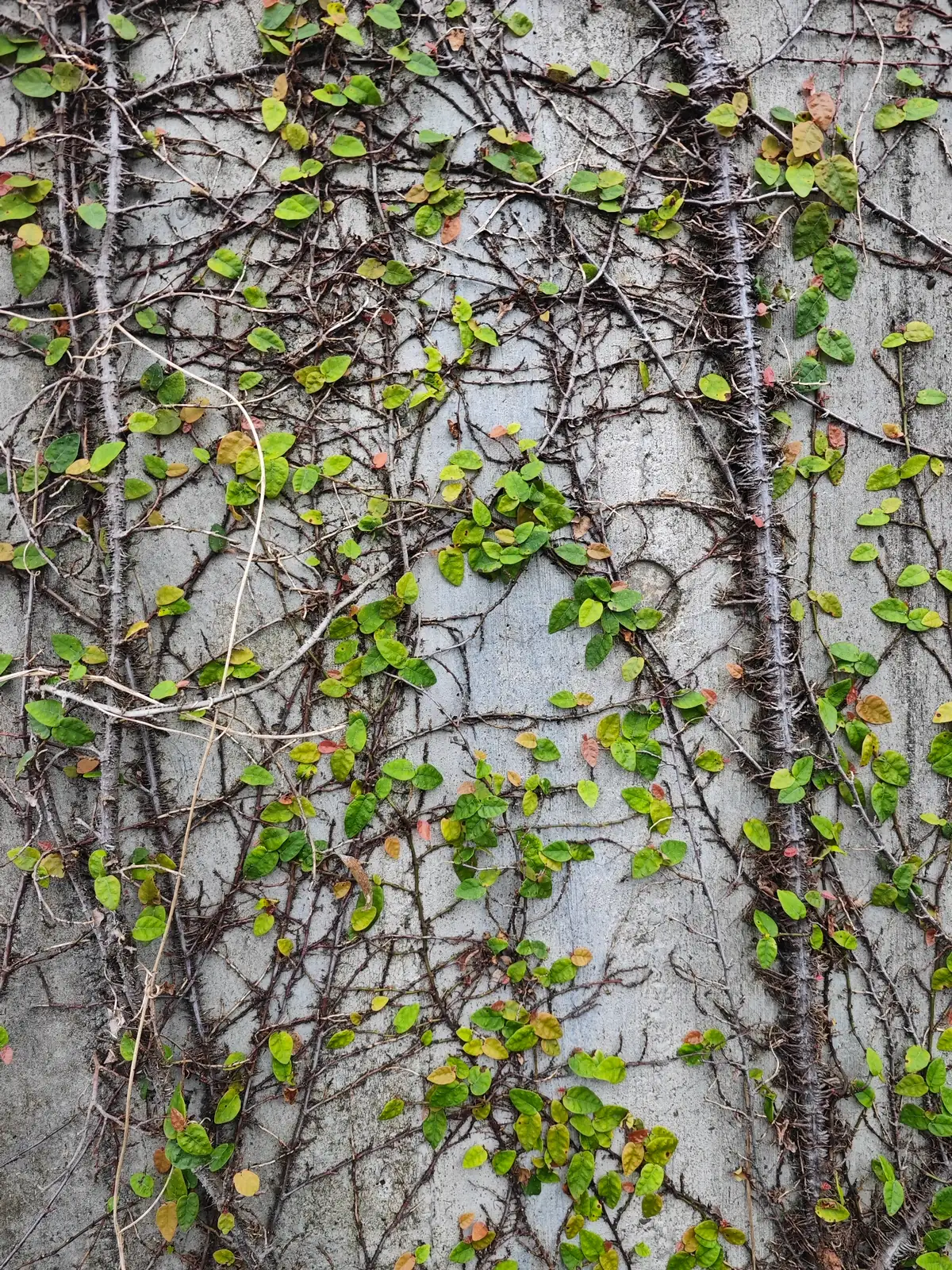 雪花薜荔 (Ficus pumila 'Snowflake') — 更多视角