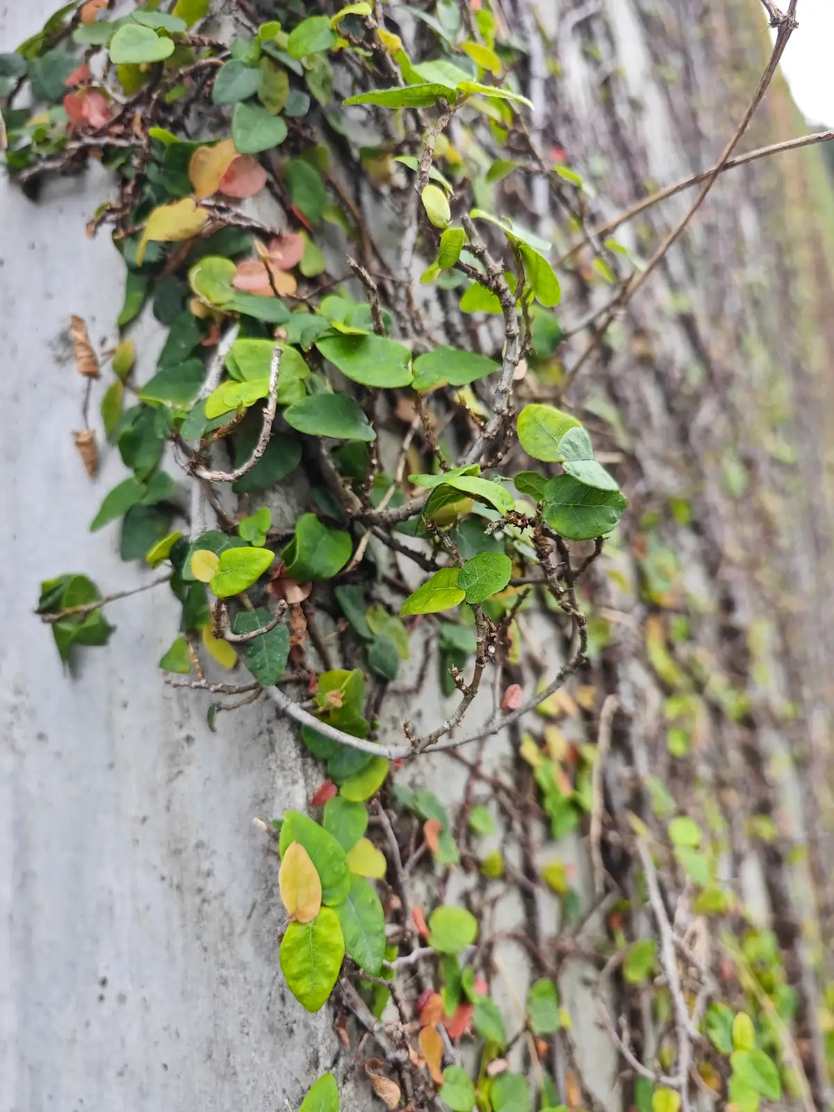 雪花薜荔 (Ficus pumila 'Snowflake') — 更多视角