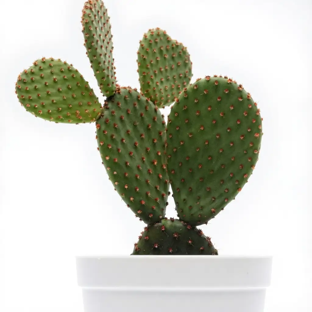 黄毛掌 (Opuntia microdasys) — 更多视角