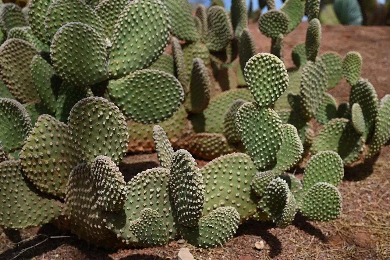 黄毛掌 (Opuntia microdasys) — 细节