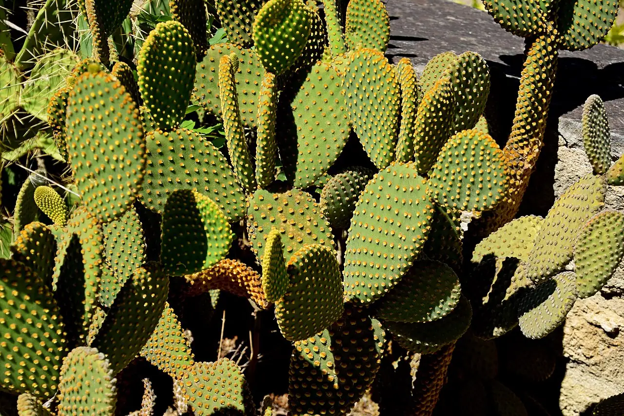 黄毛掌 (Opuntia microdasys) — 特写