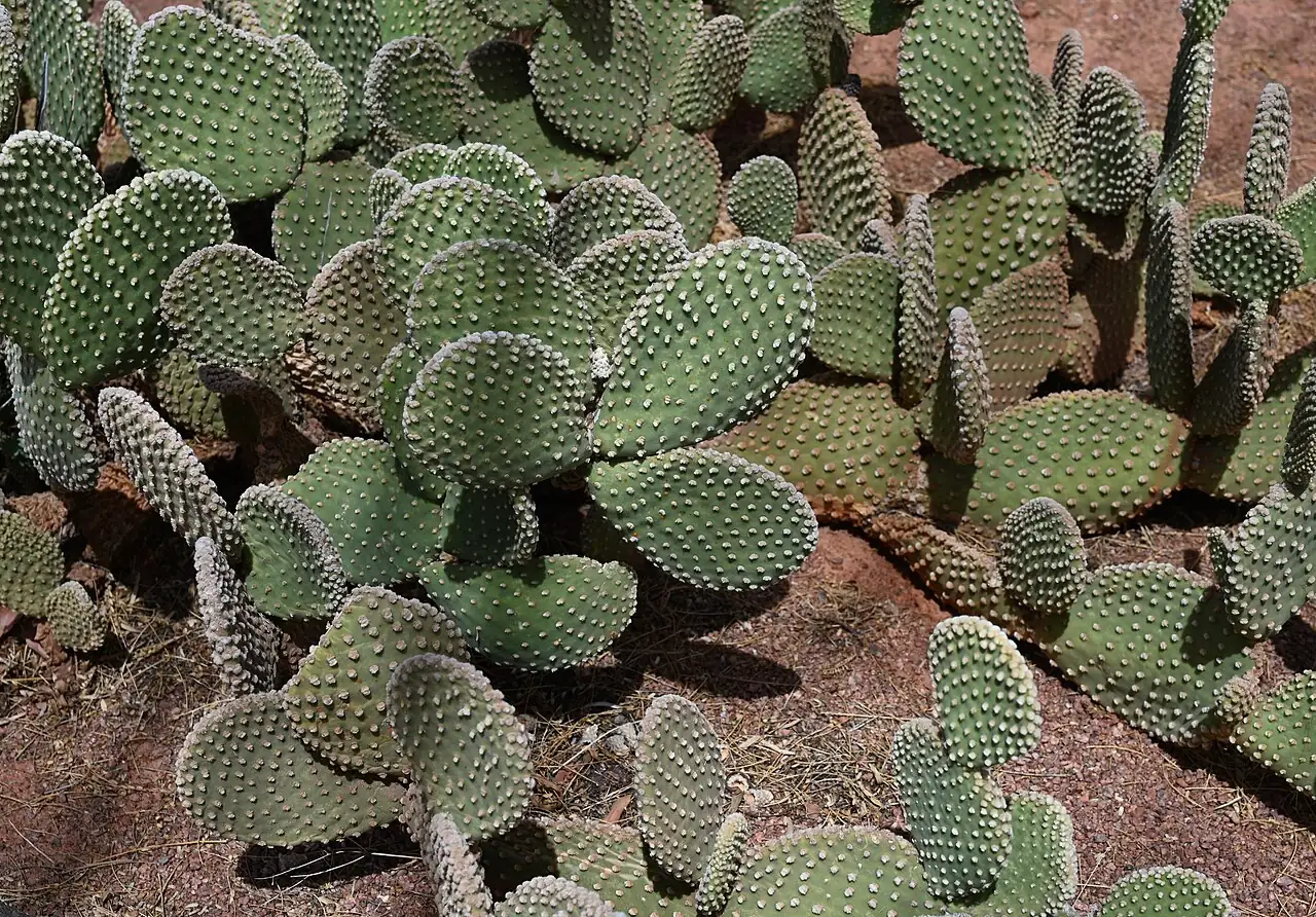 黄毛掌 (Opuntia microdasys) — 环境展示