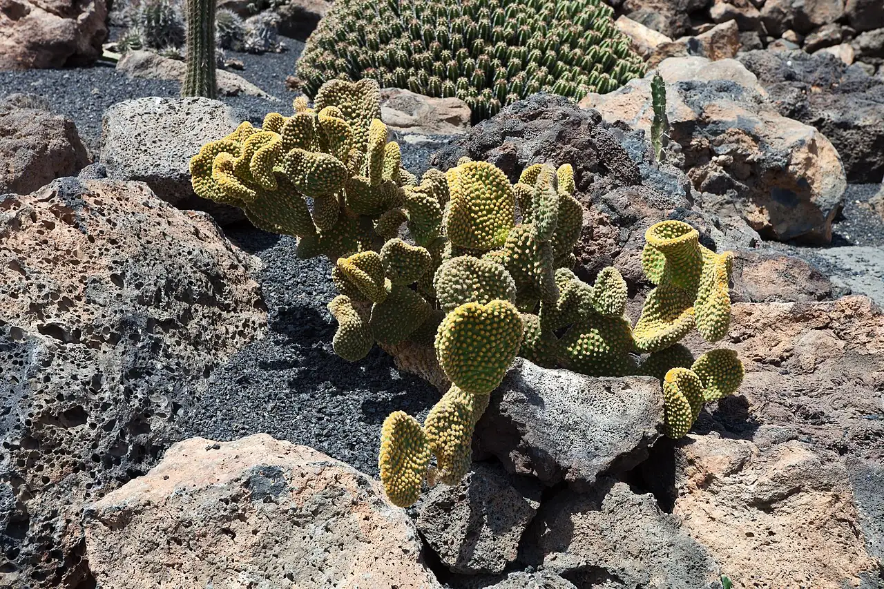 黄毛掌 (Opuntia microdasys) — 更多视角