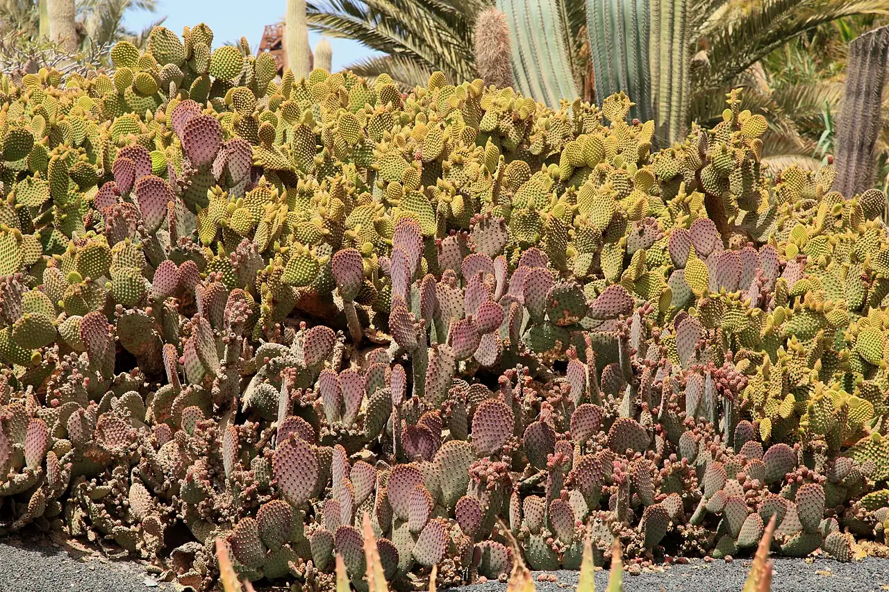 黄毛掌 (Opuntia microdasys) — 更多视角