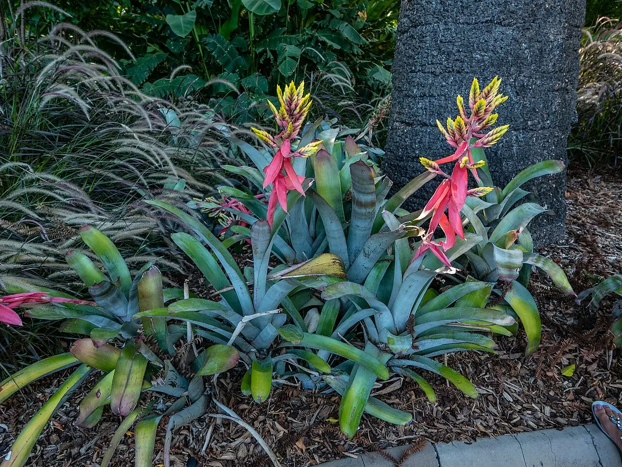 斑马凤梨 (Aechmea chantinii) — 细节