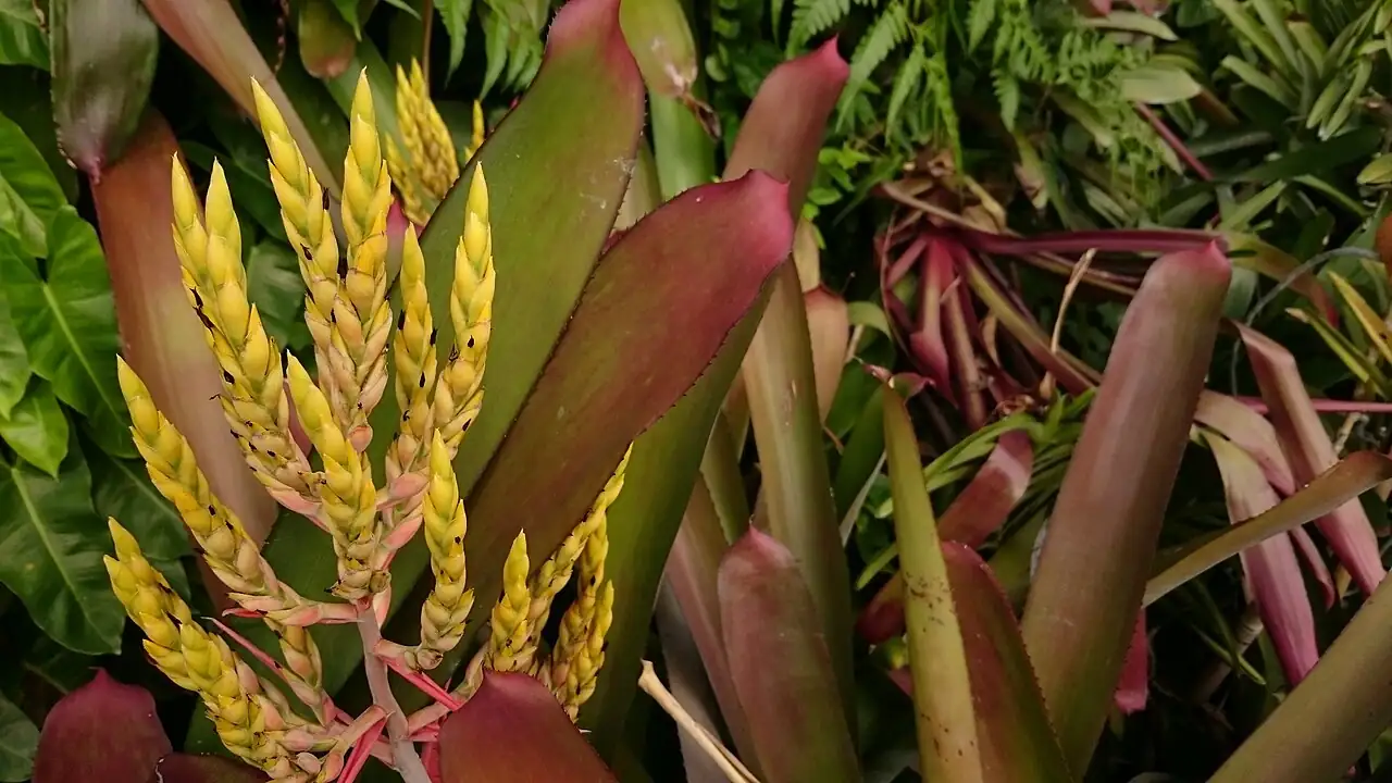 斑马凤梨 (Aechmea chantinii) — 特写