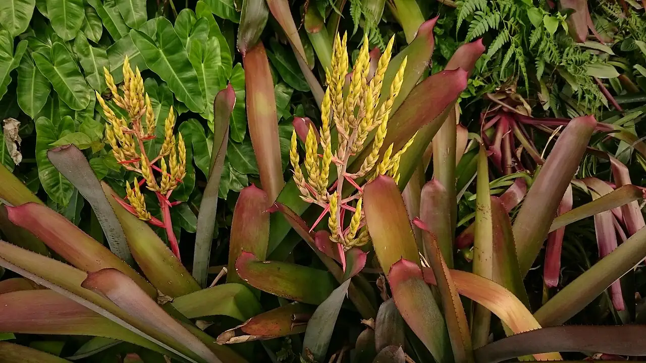斑马凤梨 (Aechmea chantinii) — 环境展示