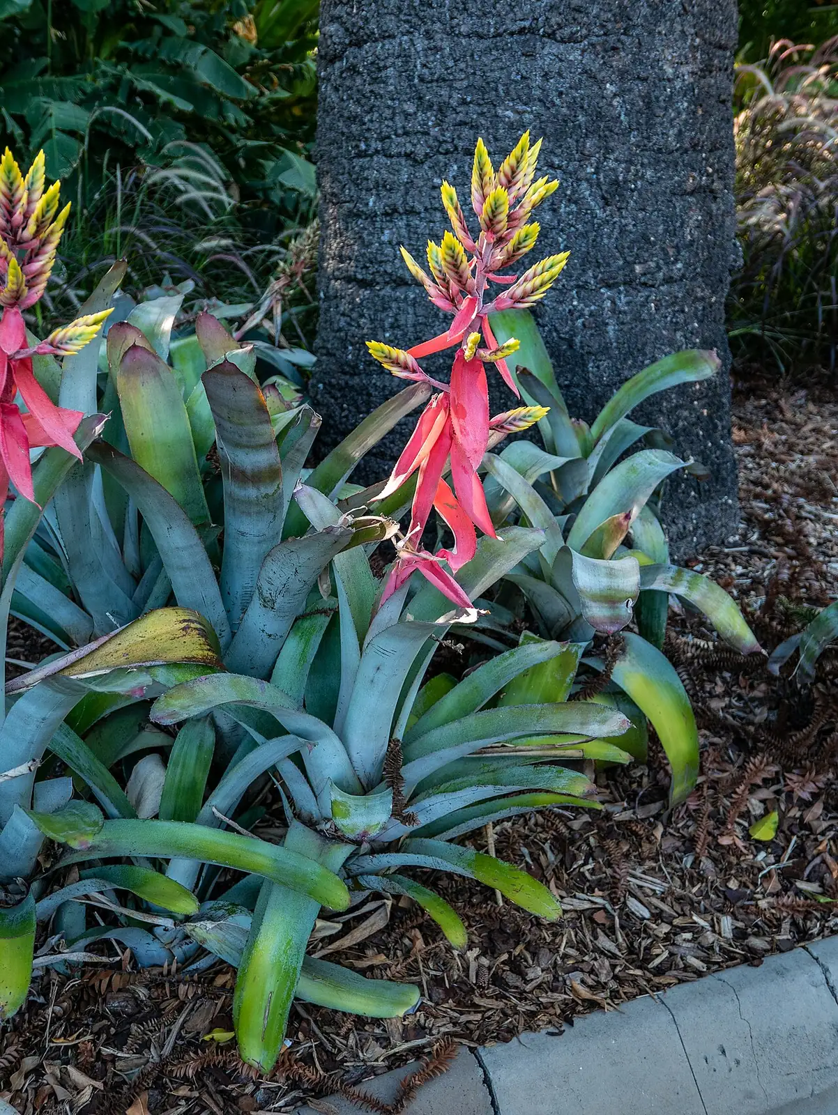斑马凤梨 (Aechmea chantinii) — 更多视角