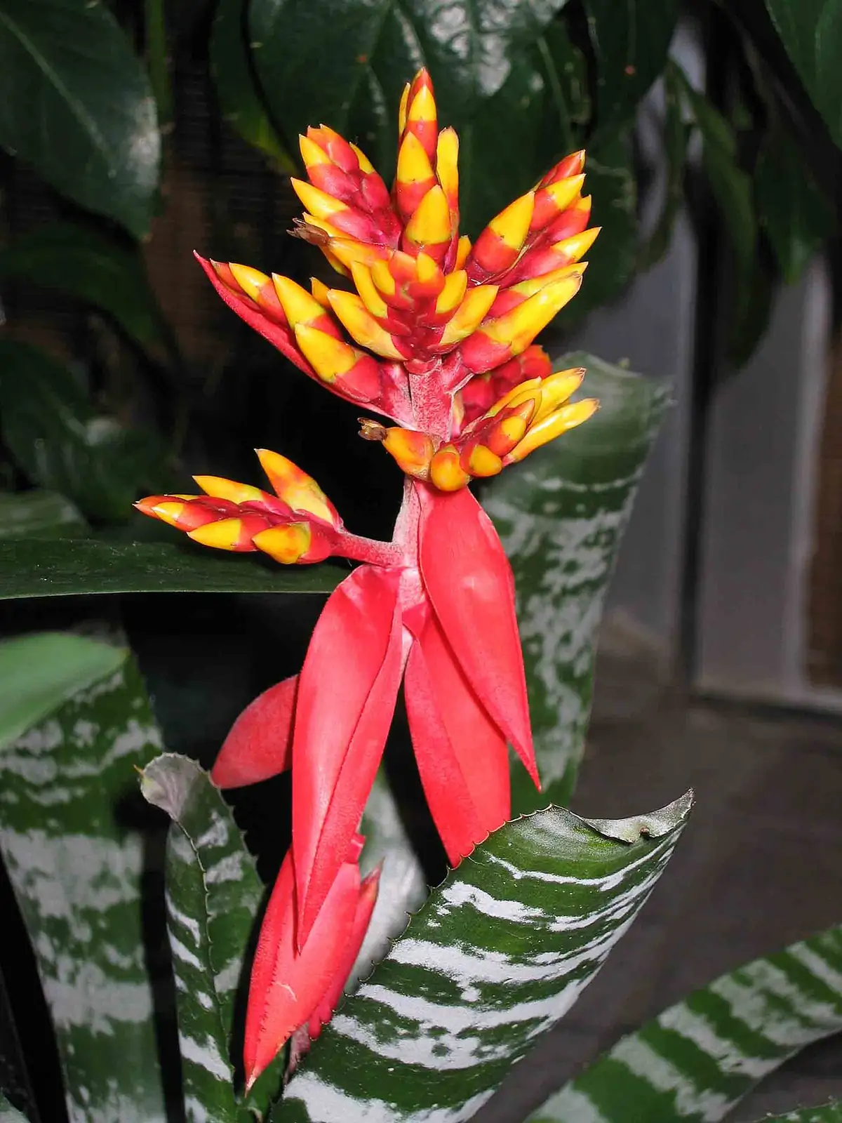 斑马凤梨 (Aechmea chantinii) — 更多视角