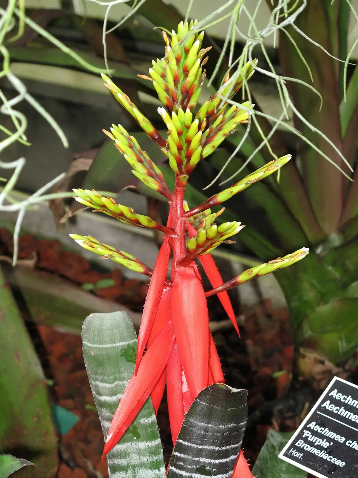 斑马凤梨 (Aechmea chantinii) — 更多视角