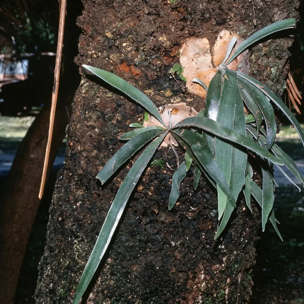 二歧鹿角蕨 (Platycerium bifurcatum) — 更多视角