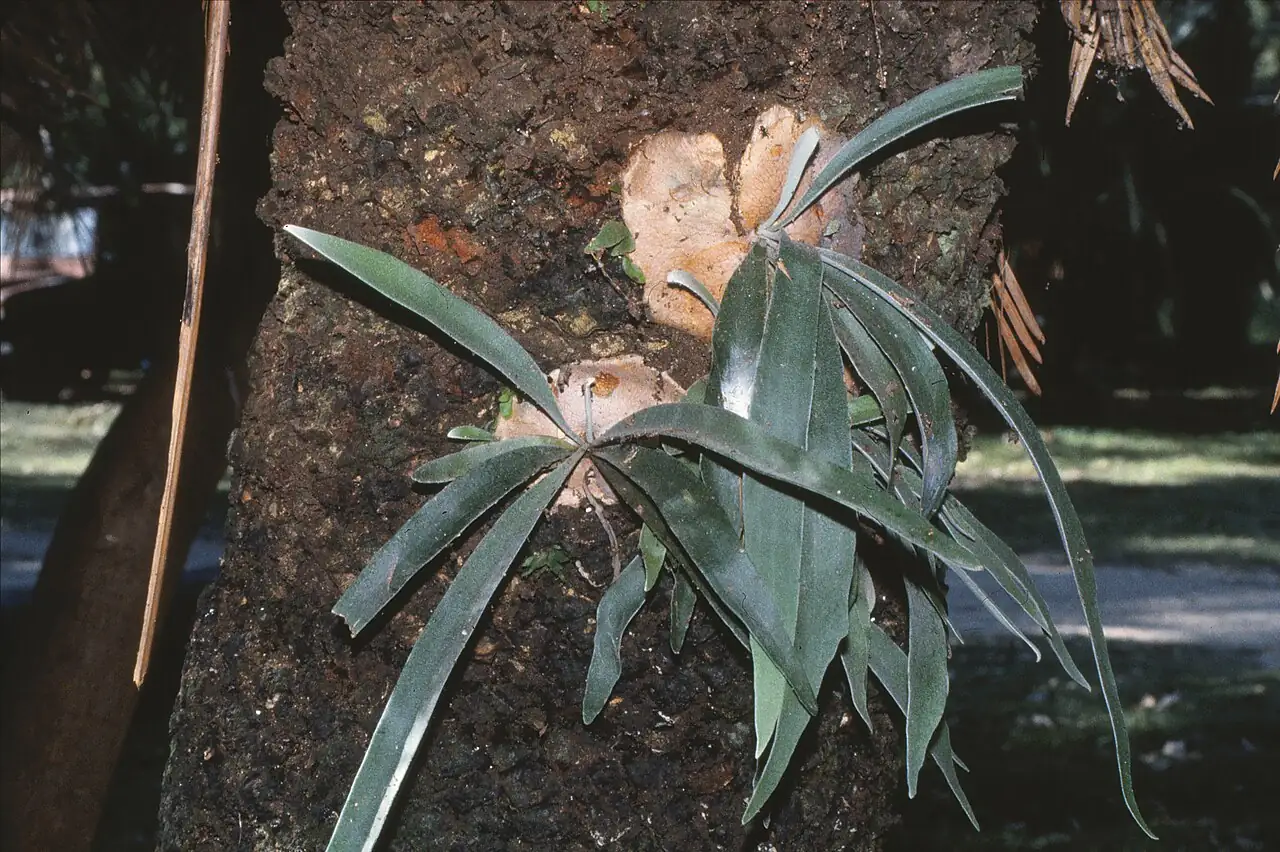 二歧鹿角蕨 (Platycerium bifurcatum) — 细节