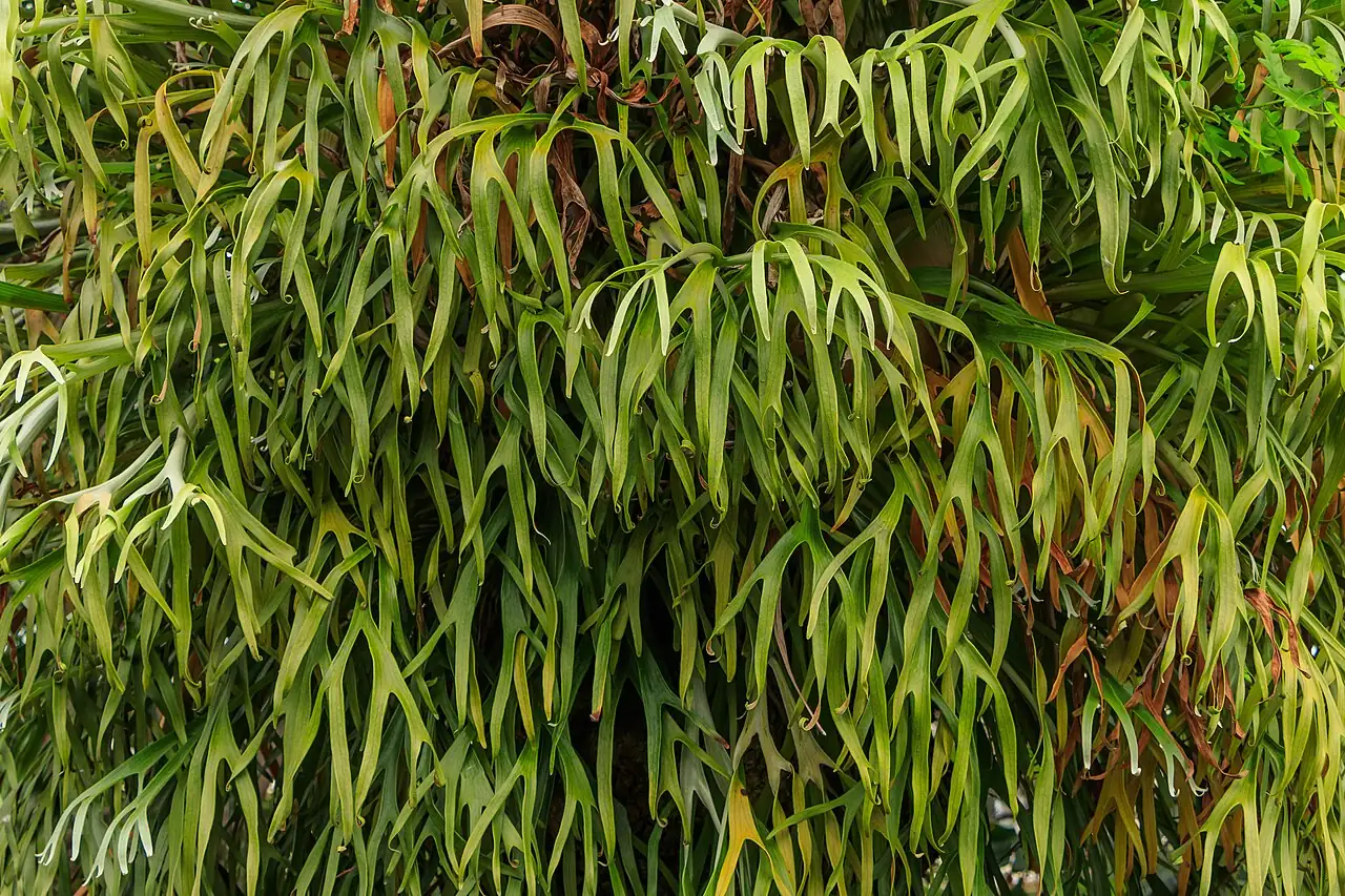 二歧鹿角蕨 (Platycerium bifurcatum) — 特写