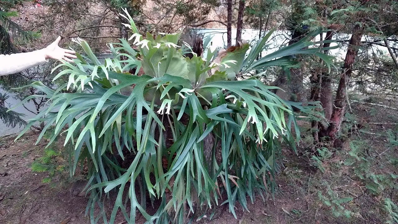 二歧鹿角蕨 (Platycerium bifurcatum) — 环境展示