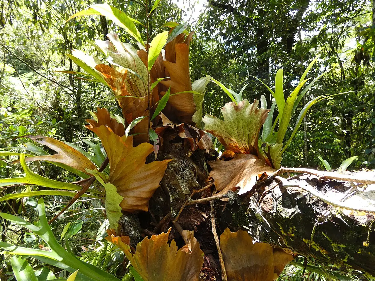 二歧鹿角蕨 (Platycerium bifurcatum) — 更多视角