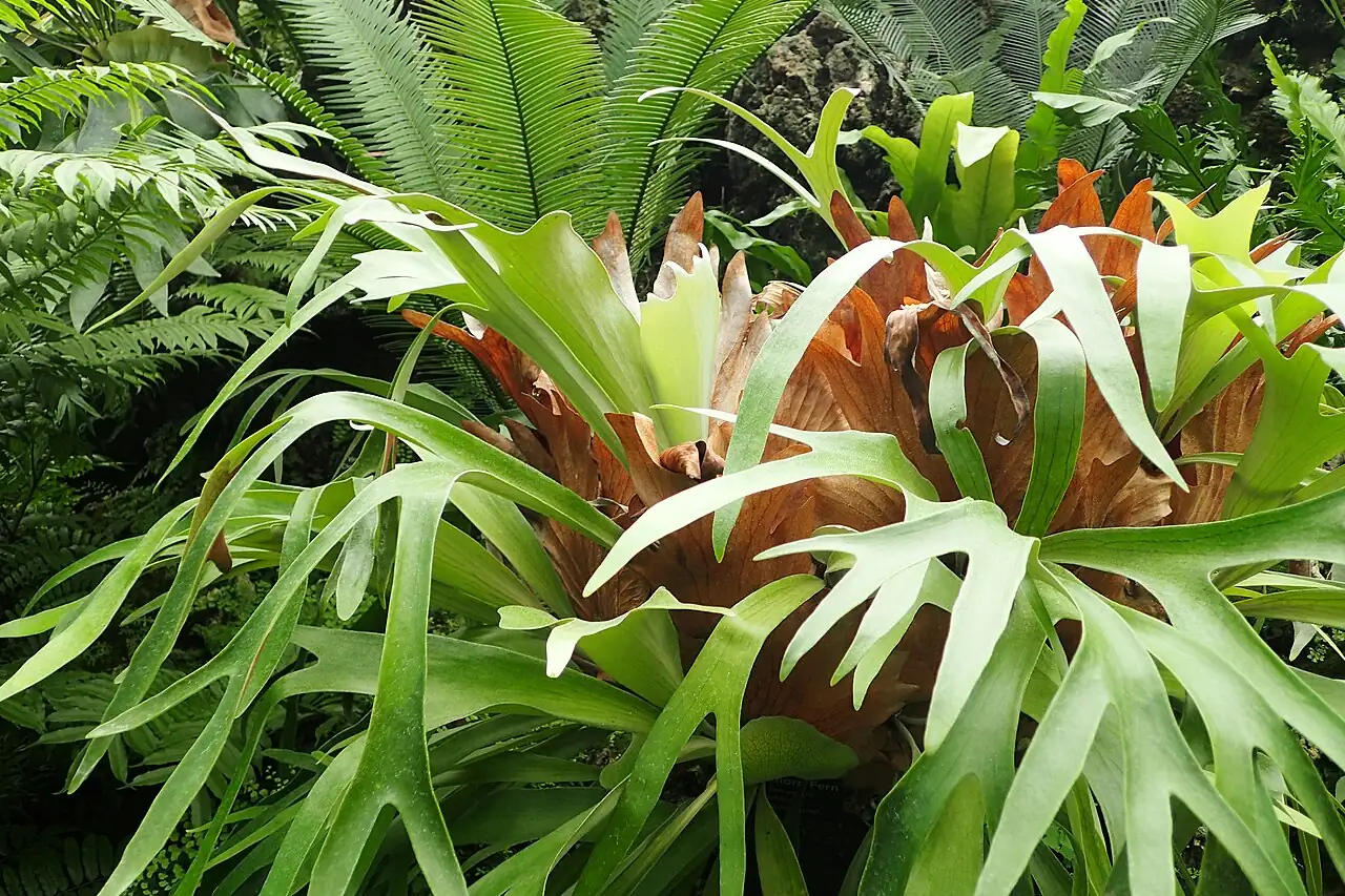 二歧鹿角蕨 (Platycerium bifurcatum) — 更多视角