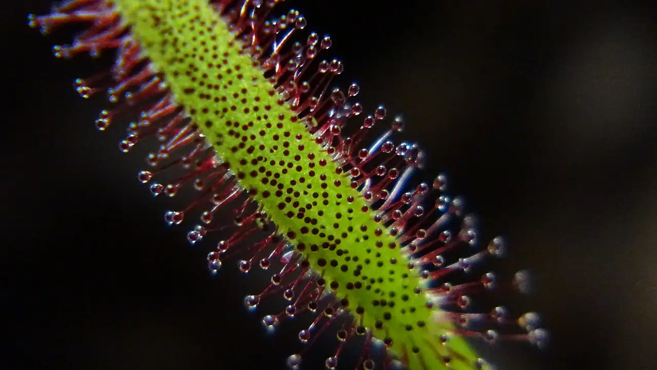 好望角茅膏菜 (Drosera capensis) — 环境展示