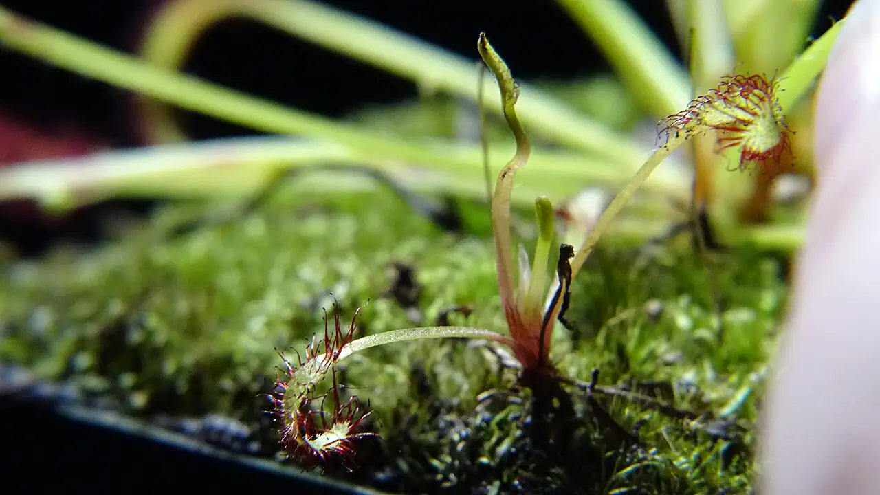 好望角茅膏菜 (Drosera capensis) — 更多视角