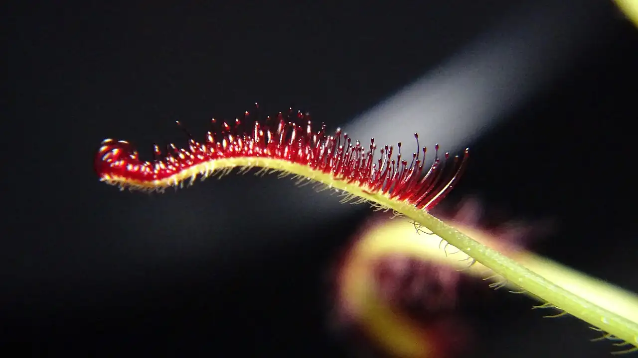 好望角茅膏菜 (Drosera capensis) — 细节