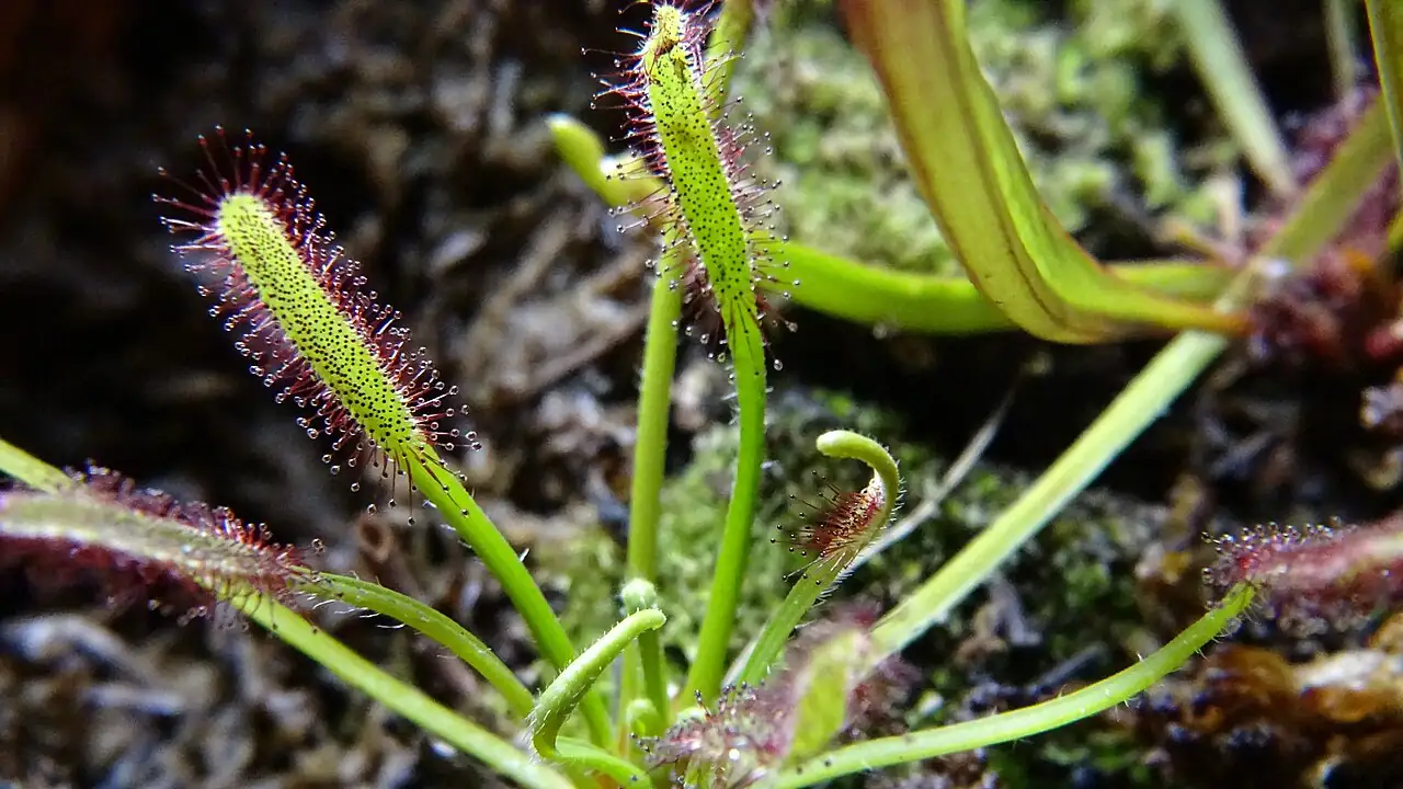 好望角茅膏菜 (Drosera capensis) — 更多视角
