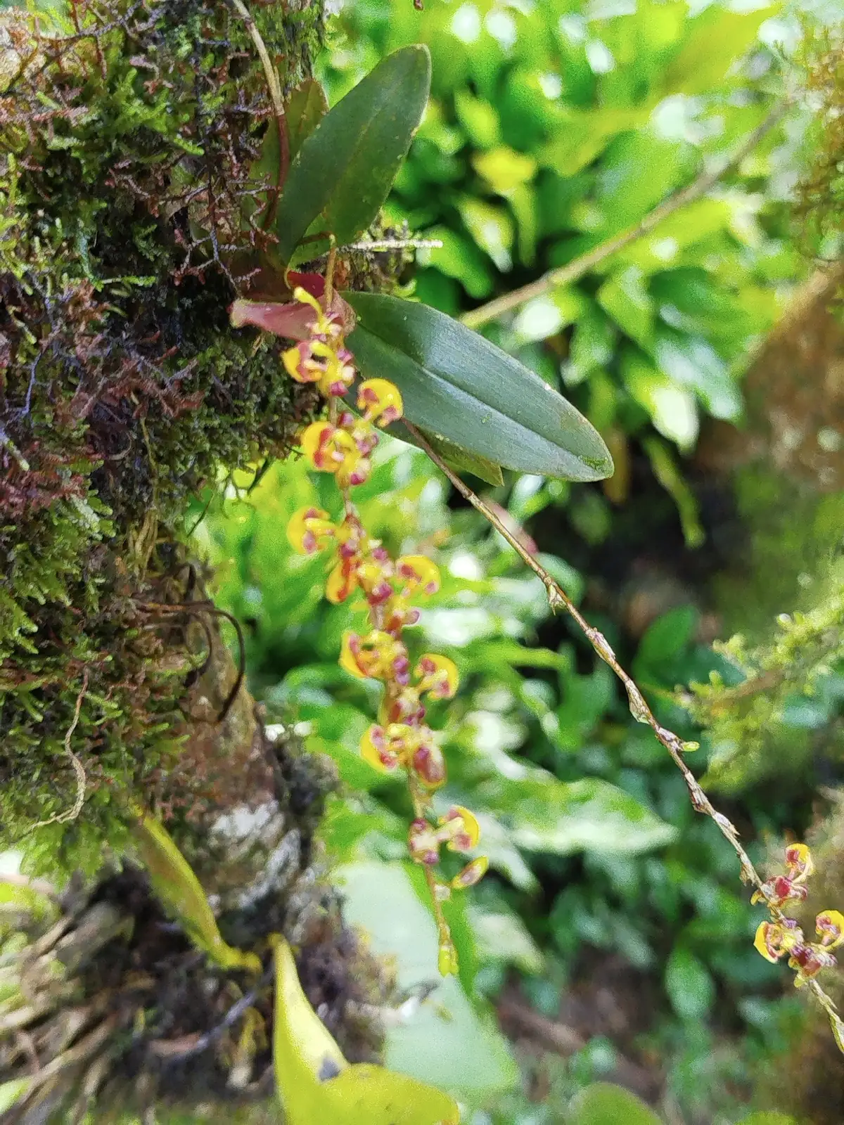 坎布里亚伍氏兰 (× Cambria (Oncidium alliance hybrid)) — 细节