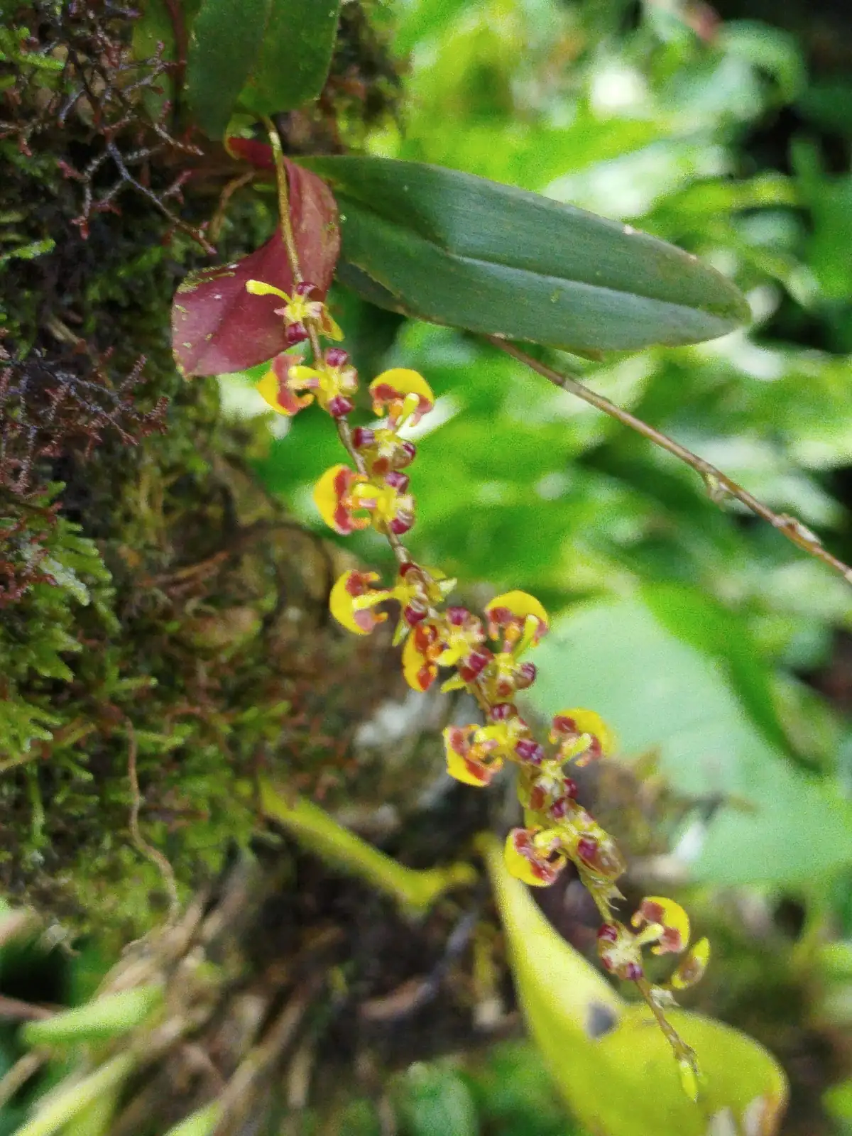 坎布里亚伍氏兰 (× Cambria (Oncidium alliance hybrid)) — 特写