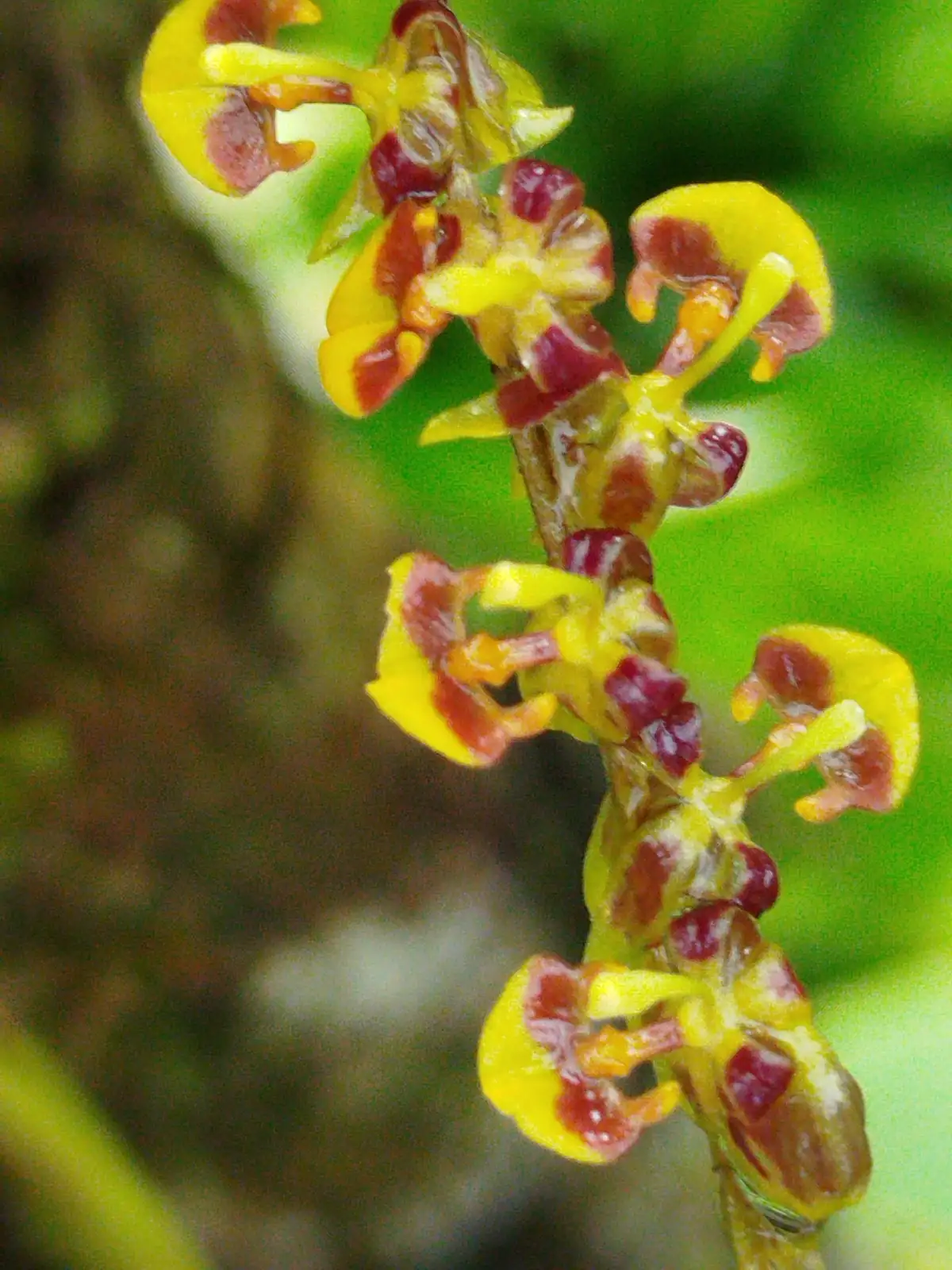 坎布里亚伍氏兰 (× Cambria (Oncidium alliance hybrid)) — 环境展示
