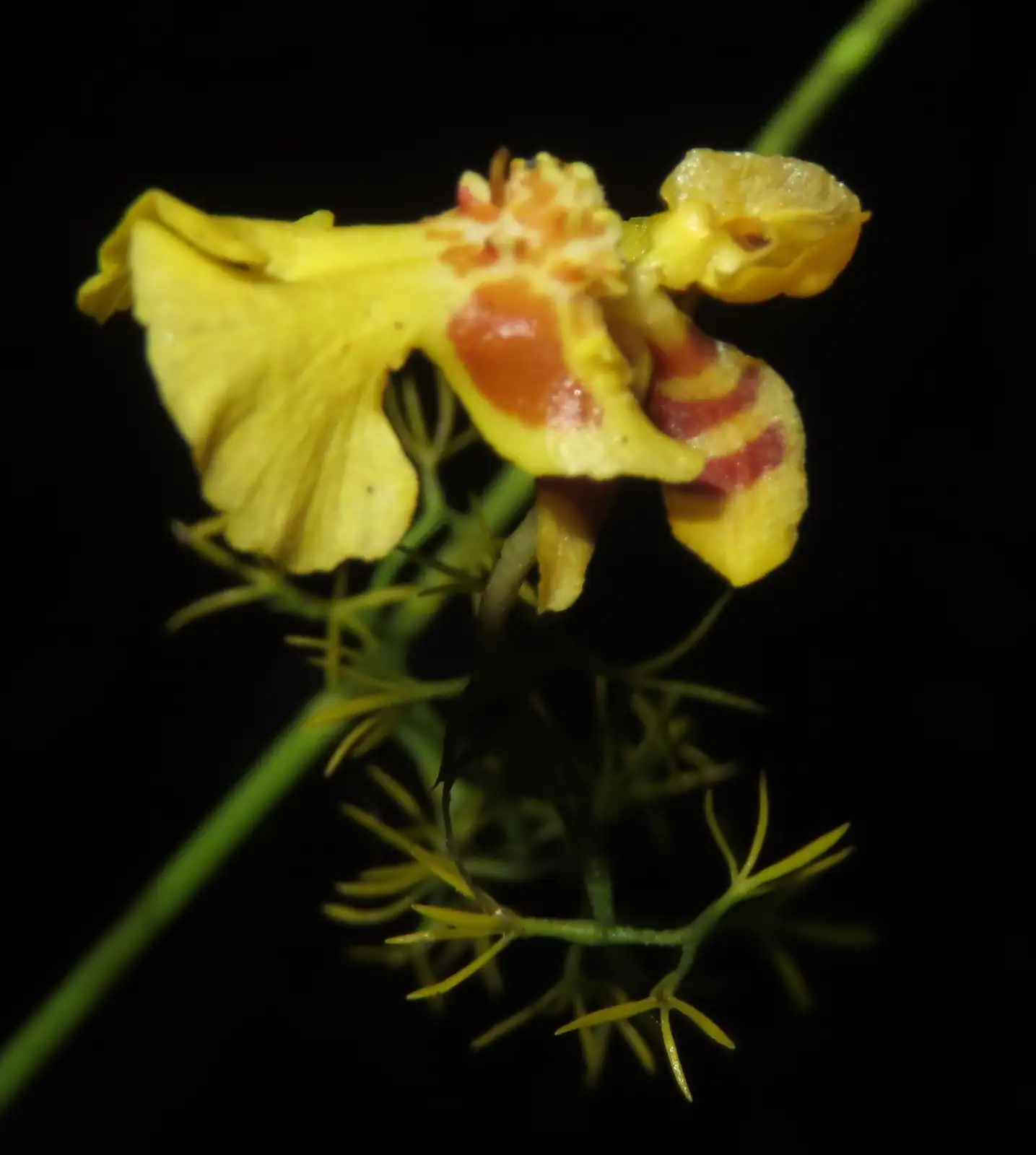 坎布里亚伍氏兰 (× Cambria (Oncidium alliance hybrid)) — 更多视角