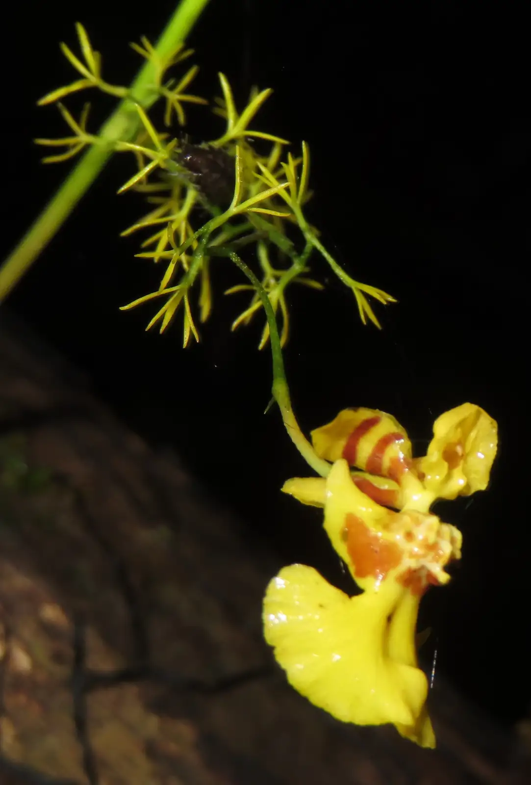 坎布里亚伍氏兰 (× Cambria (Oncidium alliance hybrid)) — 更多视角