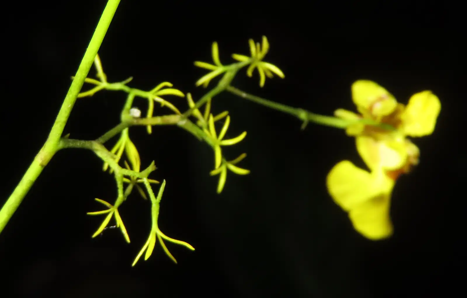 坎布里亚伍氏兰 (× Cambria (Oncidium alliance hybrid)) — 更多视角