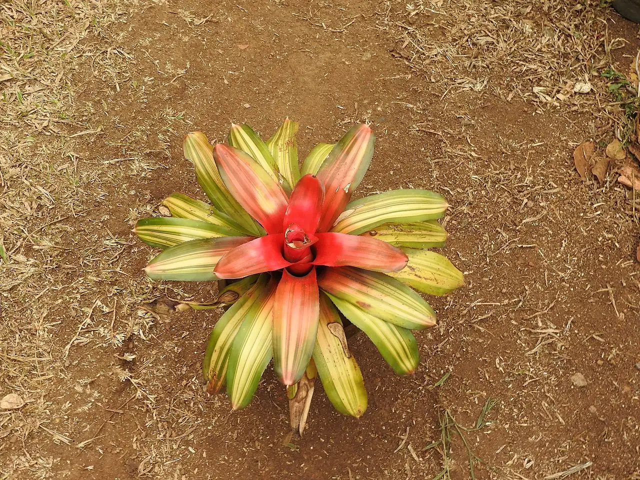 三色彩叶凤梨 (Neoregelia carolinae 'Tricolor') — 细节